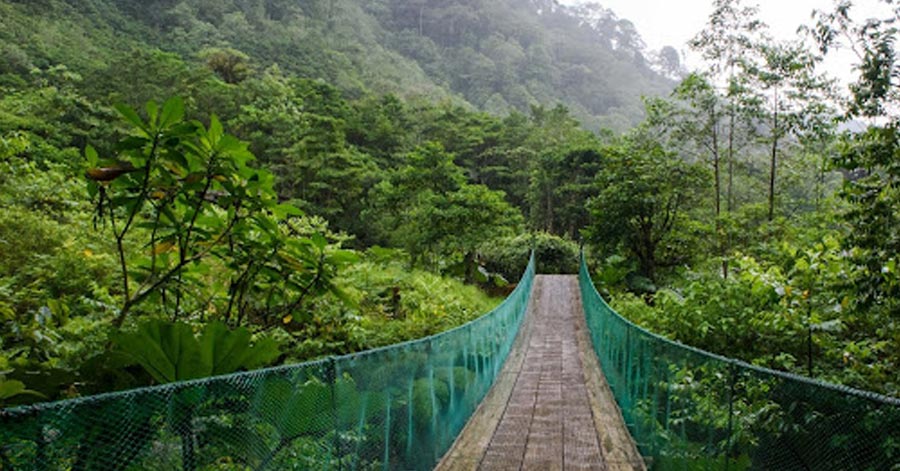 bridge in a rainforest