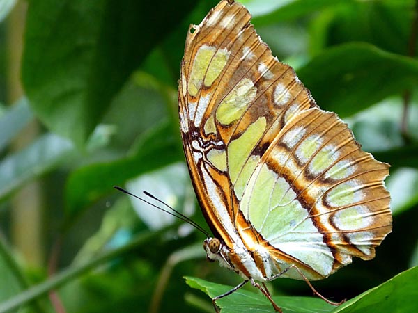 Butterfly found in Costa Rica